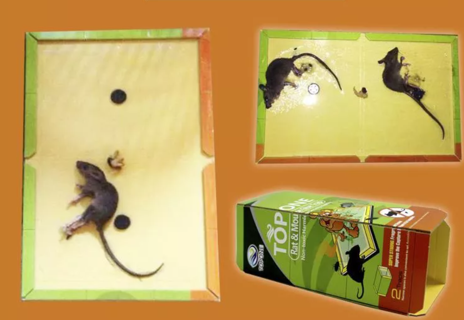 Beneficios de trampa de ratones pegajosos